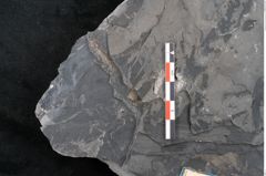 Foto (Detailansicht) von Dioonites permaeformis Schenk (NHMW-GEO-2024-0188-10643)